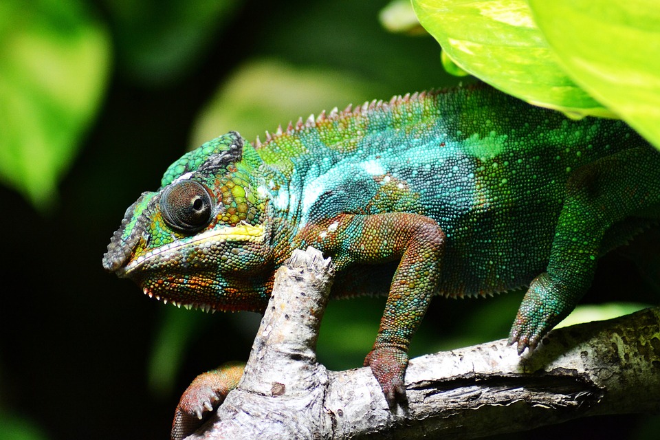 Le caméléon malgache, un animal emblématique unique au monde