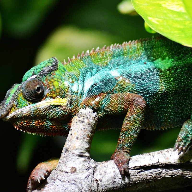 The Malagasy Chameleon, a Unique Emblematic Animal of the World