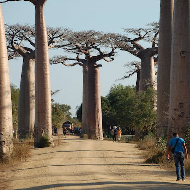 Discover the Wonders of Baobab with Baob-Arts
