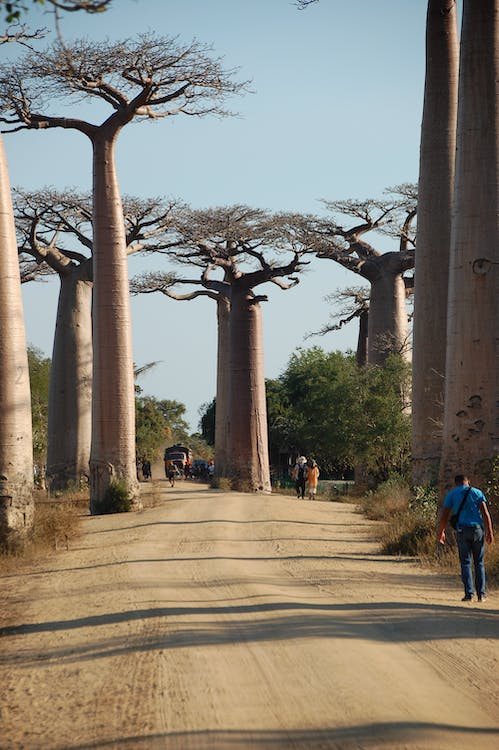 Tout savoir sur les bienfaits du baobab, l'arbre emblématique de l'Afrique | Baob-Arts